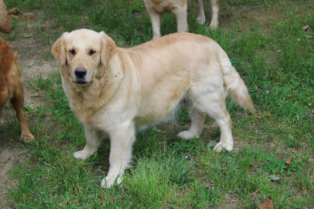 Puppies for Sale Virginia