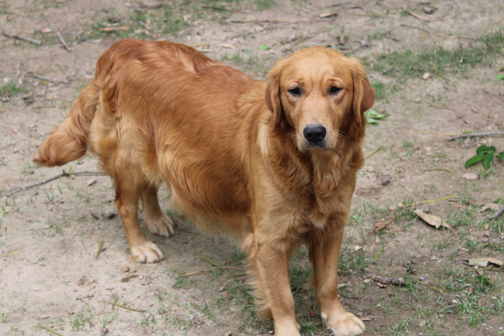 Puppies for Sale Virginia